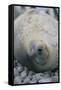 Sleeping Weddell Seal-DLILLC-Framed Stretched Canvas