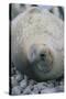 Sleeping Weddell Seal-DLILLC-Stretched Canvas