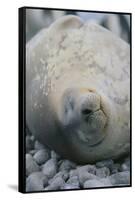 Sleeping Weddell Seal-DLILLC-Framed Stretched Canvas