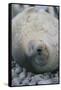 Sleeping Weddell Seal-DLILLC-Framed Stretched Canvas