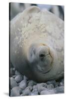 Sleeping Weddell Seal-DLILLC-Stretched Canvas