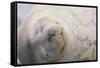 Sleeping Weddell Seal-DLILLC-Framed Stretched Canvas