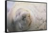 Sleeping Weddell Seal-DLILLC-Framed Stretched Canvas