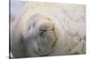 Sleeping Weddell Seal-DLILLC-Stretched Canvas