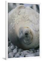 Sleeping Weddell Seal-DLILLC-Framed Photographic Print