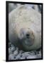 Sleeping Weddell Seal-DLILLC-Framed Photographic Print