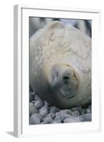 Sleeping Weddell Seal-DLILLC-Framed Photographic Print