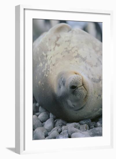 Sleeping Weddell Seal-DLILLC-Framed Photographic Print