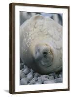 Sleeping Weddell Seal-DLILLC-Framed Photographic Print