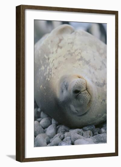 Sleeping Weddell Seal-DLILLC-Framed Photographic Print