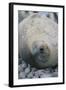 Sleeping Weddell Seal-DLILLC-Framed Photographic Print