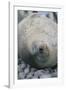 Sleeping Weddell Seal-DLILLC-Framed Photographic Print