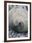 Sleeping Weddell Seal-DLILLC-Framed Photographic Print