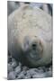 Sleeping Weddell Seal-DLILLC-Mounted Photographic Print