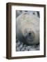 Sleeping Weddell Seal-DLILLC-Framed Photographic Print