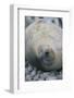 Sleeping Weddell Seal-DLILLC-Framed Photographic Print