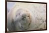 Sleeping Weddell Seal-DLILLC-Framed Photographic Print