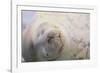 Sleeping Weddell Seal-DLILLC-Framed Photographic Print