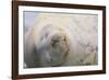 Sleeping Weddell Seal-DLILLC-Framed Photographic Print