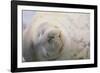 Sleeping Weddell Seal-DLILLC-Framed Photographic Print