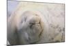 Sleeping Weddell Seal-DLILLC-Mounted Photographic Print