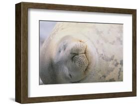 Sleeping Weddell Seal-DLILLC-Framed Photographic Print