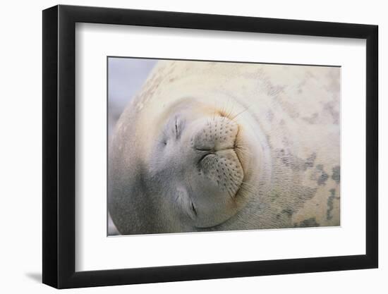 Sleeping Weddell Seal-DLILLC-Framed Photographic Print