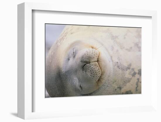 Sleeping Weddell Seal-DLILLC-Framed Photographic Print