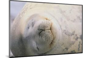 Sleeping Weddell Seal-DLILLC-Mounted Photographic Print