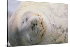 Sleeping Weddell Seal-DLILLC-Stretched Canvas