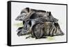 Sleeping Wild Boars or Wild Pigs (Sus Scrofa), Suidae, Drawing-null-Framed Stretched Canvas