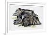 Sleeping Wild Boars or Wild Pigs (Sus Scrofa), Suidae, Drawing-null-Framed Giclee Print