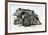 Sleeping Wild Boars or Wild Pigs (Sus Scrofa), Suidae, Drawing-null-Framed Giclee Print