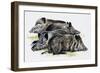 Sleeping Wild Boars or Wild Pigs (Sus Scrofa), Suidae, Drawing-null-Framed Giclee Print