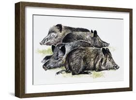 Sleeping Wild Boars or Wild Pigs (Sus Scrofa), Suidae, Drawing-null-Framed Giclee Print