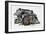 Sleeping Wild Boars or Wild Pigs (Sus Scrofa), Suidae, Drawing-null-Framed Giclee Print