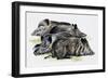 Sleeping Wild Boars or Wild Pigs (Sus Scrofa), Suidae, Drawing-null-Framed Giclee Print