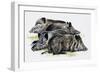 Sleeping Wild Boars or Wild Pigs (Sus Scrofa), Suidae, Drawing-null-Framed Giclee Print