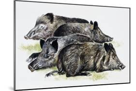 Sleeping Wild Boars or Wild Pigs (Sus Scrofa), Suidae, Drawing-null-Mounted Giclee Print