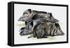 Sleeping Wild Boars or Wild Pigs (Sus Scrofa), Suidae, Drawing-null-Framed Stretched Canvas