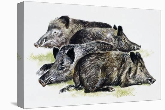 Sleeping Wild Boars or Wild Pigs (Sus Scrofa), Suidae, Drawing-null-Stretched Canvas