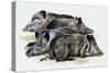 Sleeping Wild Boars or Wild Pigs (Sus Scrofa), Suidae, Drawing-null-Stretched Canvas
