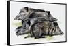 Sleeping Wild Boars or Wild Pigs (Sus Scrofa), Suidae, Drawing-null-Framed Stretched Canvas