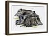 Sleeping Wild Boars or Wild Pigs (Sus Scrofa), Suidae, Drawing-null-Framed Premium Giclee Print