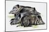 Sleeping Wild Boars or Wild Pigs (Sus Scrofa), Suidae, Drawing-null-Mounted Premium Giclee Print