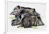 Sleeping Wild Boars or Wild Pigs (Sus Scrofa), Suidae, Drawing-null-Framed Giclee Print