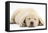 Sleeping Yellow Labrador Retriever Pup, 8 Weeks-Mark Taylor-Framed Stretched Canvas