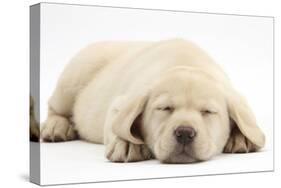 Sleeping Yellow Labrador Retriever Pup, 8 Weeks-Mark Taylor-Stretched Canvas