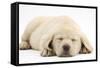 Sleeping Yellow Labrador Retriever Pup, 8 Weeks-Mark Taylor-Framed Stretched Canvas