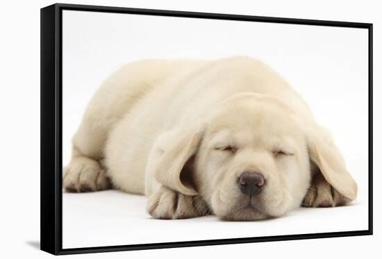 Sleeping Yellow Labrador Retriever Pup, 8 Weeks-Mark Taylor-Framed Stretched Canvas